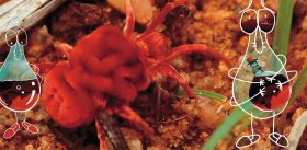 Mites and Ticks Are Benevolent Creatures?