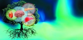 Лечение диабета  с помощью клеточных технологий: собственные стволовые клетки