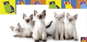 Кошки и гены: 30 лет спустя