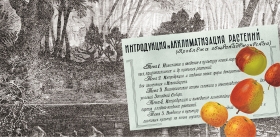 Интродукция растений – академическая «золушка»?