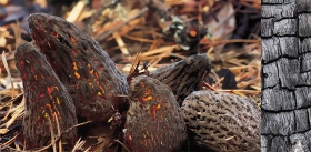Fungi on Fire