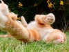 Кошачья мята и валериана для кошки – не наркотики! Кошачья мята и валериана для кошки – не наркотики!