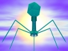 Генно-инженерные бактериофаги – антибактериальное оружие будущего Генно-инженерные бактериофаги – антибактериальное оружие будущего