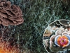 The Fungal Kingdom: Mini-Predators and Maxi-Healers The Fungal Kingdom: Mini-Predators and Maxi-Healers