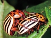 Can the Host’s Immune Response Be Beneficial to the Parasite? # Microbiota–Parasite Interactions in Insect Pests