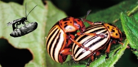 Can the Host’s Immune Response Be Beneficial to the Parasite? # Microbiota–Parasite Interactions in Insect Pests