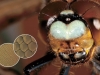 World in the Eye of Science. From an Insect’s Point of View World in the Eye of Science. From an Insect’s Point of View