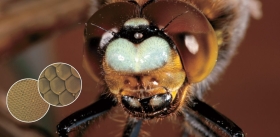 World in the Eye of Science. From an Insect’s Point of View