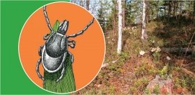 Иксодовые клещи: проклятье болезни Лайма