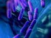 Кишечная бактерия Turicibacter – специалист по борьбе с избыточным весом и «неправильным» метаболизмом