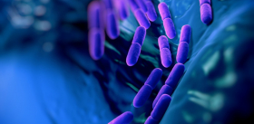 Кишечная бактерия Turicibacter – специалист по борьбе с избыточным весом и «неправильным» метаболизмом