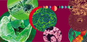 The Planet’s Long Youth # Origin and Evolution of Life on Earth: The Beginning