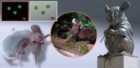 Замороженный зоопарк. Введение в криоархивирование