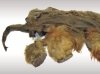 Мамонтенок Юка: история продолжается Мамонтенок Юка: история продолжается