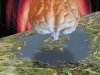 Как увидеть мысли. Неортодоксальные приложения магнитно-резонансной томографии Как увидеть мысли. Неортодоксальные приложения магнитно-резонансной томографии