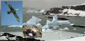 Антарктическое лето буревестника