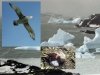 Антарктическое лето буревестника Антарктическое лето буревестника