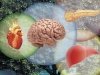 Регенеративная медицина: в поисках «эликсира жизни»
