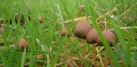Нет связи между психоделиками и психозами
