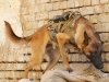 Новые технологии общения собак и людей Новые технологии общения собак и людей