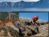 Rounded by the Time...  The Origin of Siberian Craton Diamonds