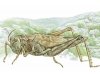 Кузнечик дорогой… Эволюционно-экологические очерки Кузнечик дорогой… Эволюционно-экологические очерки