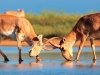 Зачем степи артезианы? Зачем степи артезианы?