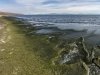 Spirogyra in Lake Baikal: Environmental Emergency. First-Hand Information Spirogyra in Lake Baikal: Environmental Emergency. First-Hand Information