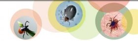 Tick-Borne Borreliosis: A Life-Long Disease?